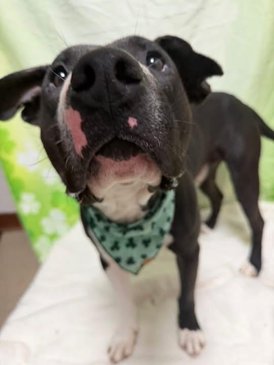 Enlarge Valor, a Adoptable Pit Bull Terrier in New Manchester, WV image 3/6