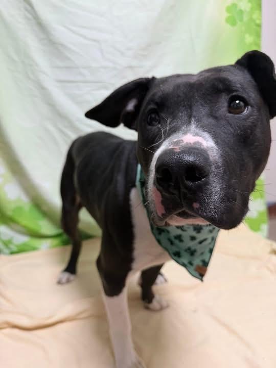 Enlarge Valor, a Adoptable Pit Bull Terrier in New Manchester, WV image 4/6