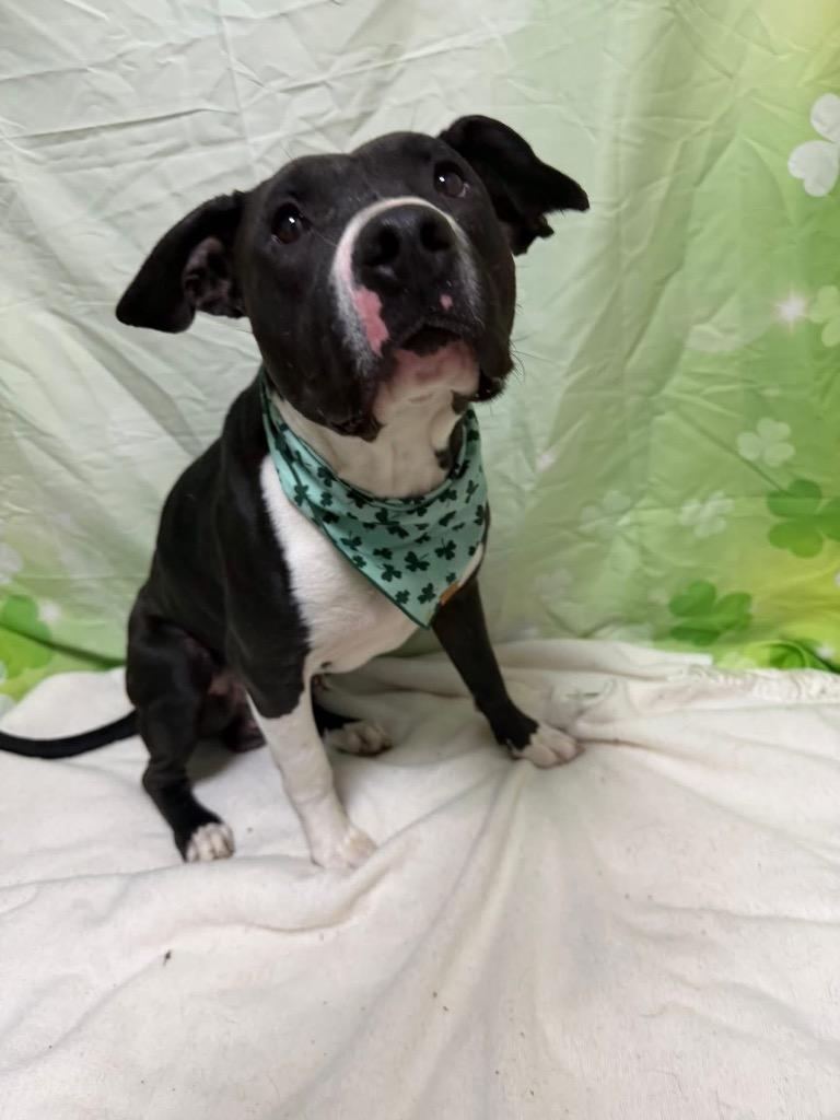 Enlarge Valor, a Adoptable Pit Bull Terrier in New Manchester, WV image 5/6