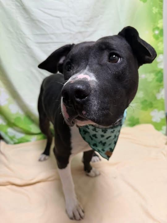 Enlarge Valor, a Adoptable Pit Bull Terrier in New Manchester, WV image 6/6
