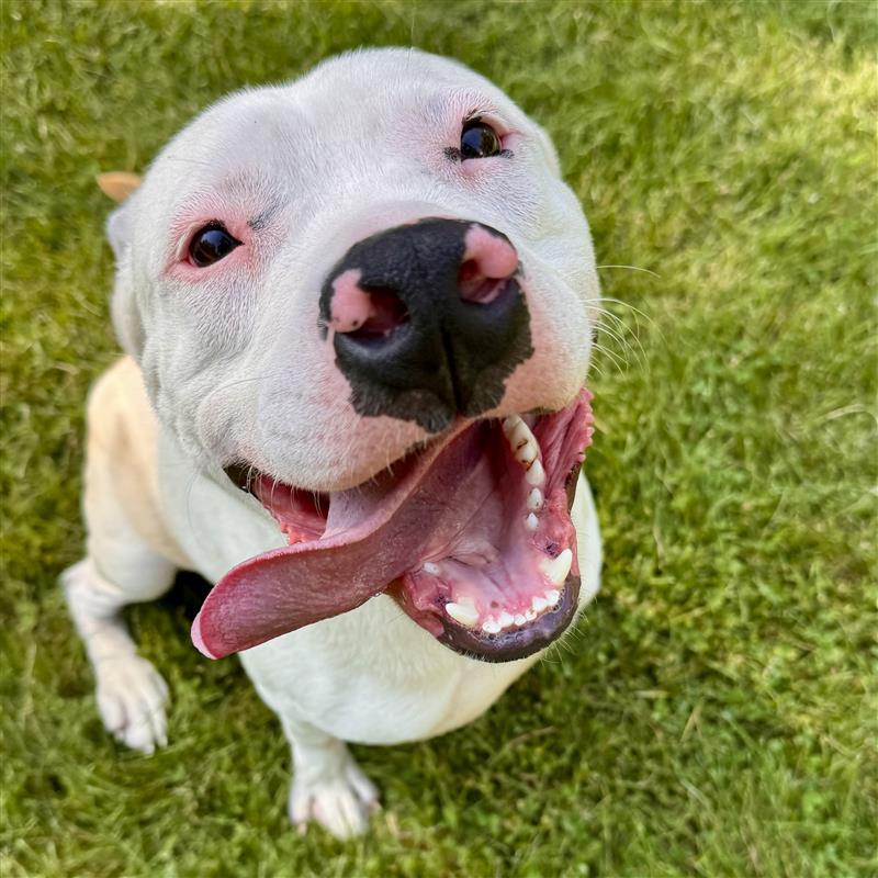 Marshmallow Soft Serve Kisses, Young Male Mixed Breed