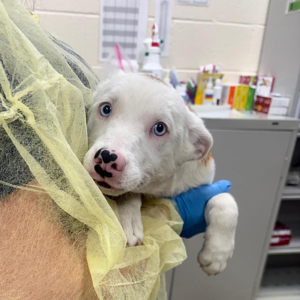Marc, Adoptable, Puppy Male Border Collie & Mixed Breed.
