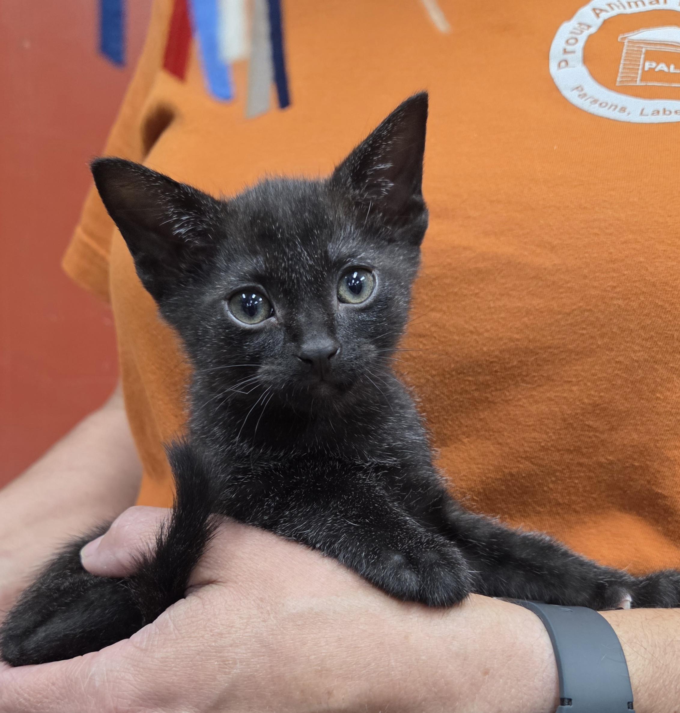 Diamond, Adopted, Kitten Female Domestic Short Hair.