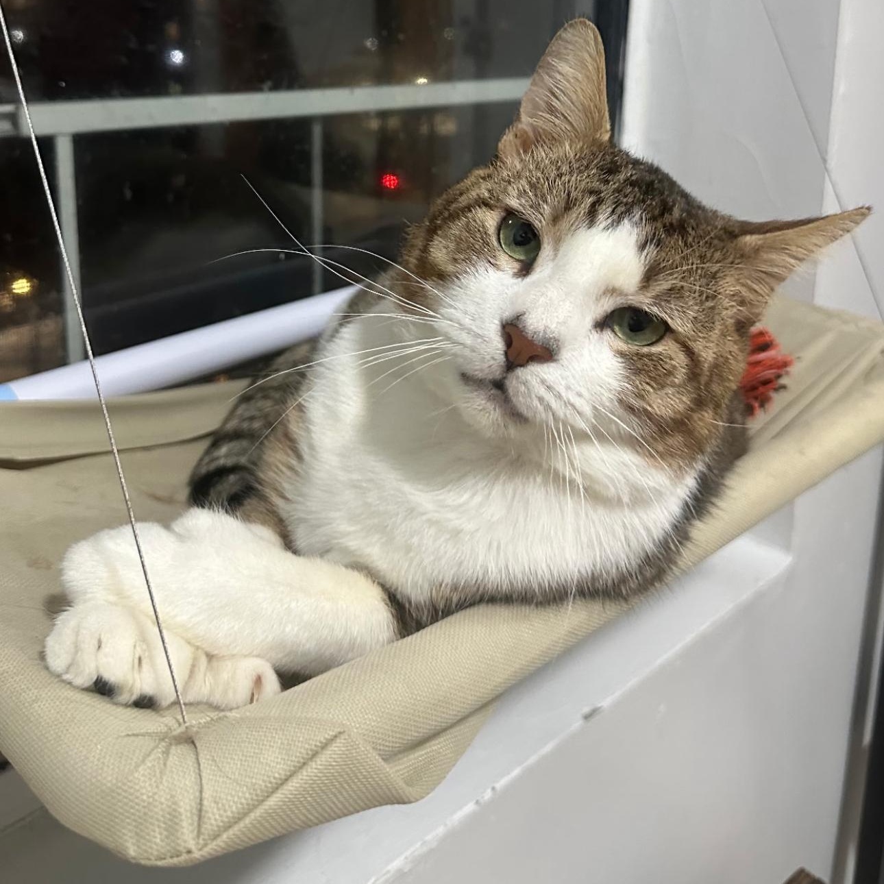 Toro, a ADOPTABLE mixed breed in New york, NY image 2/6