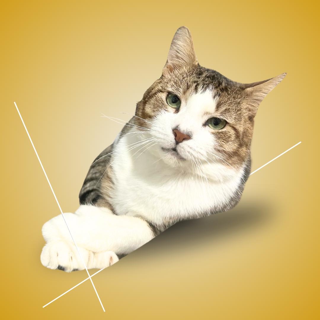 Toro, ADOPTABLE, Adult Male Domestic Short Hair.