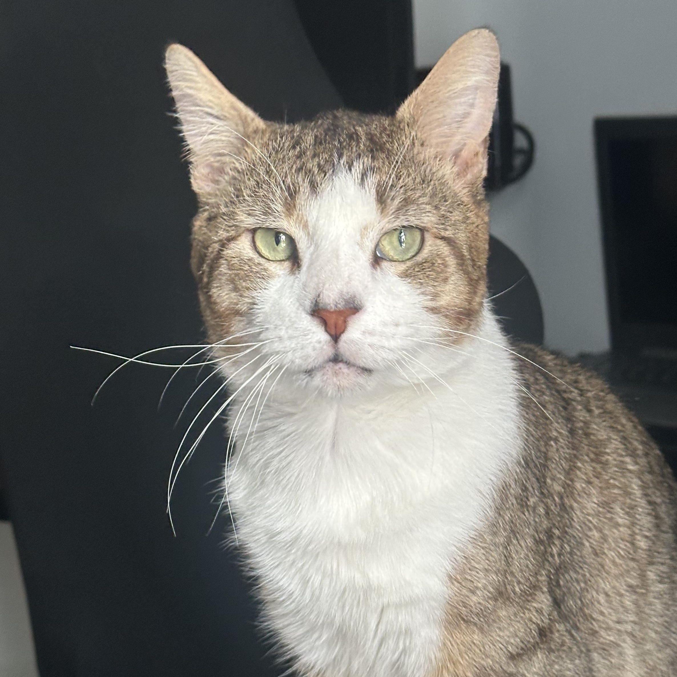 Toro, a ADOPTABLE mixed breed in New york, NY image 4/6