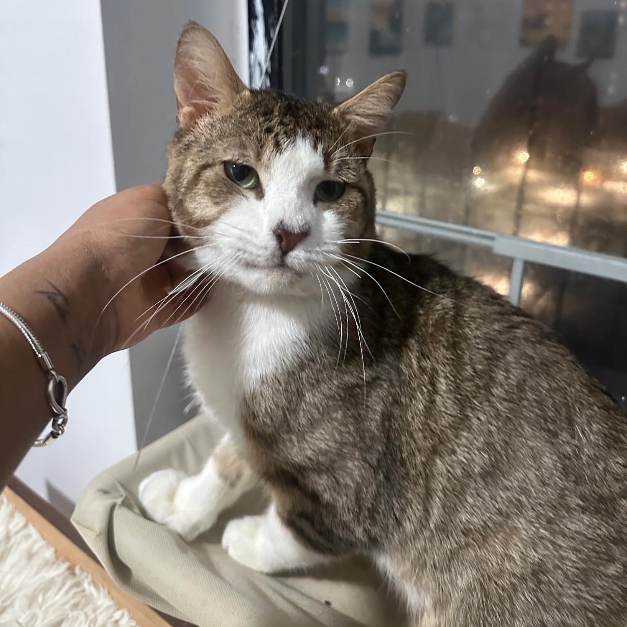 Toro, a ADOPTABLE mixed breed in New york, NY image 3/6