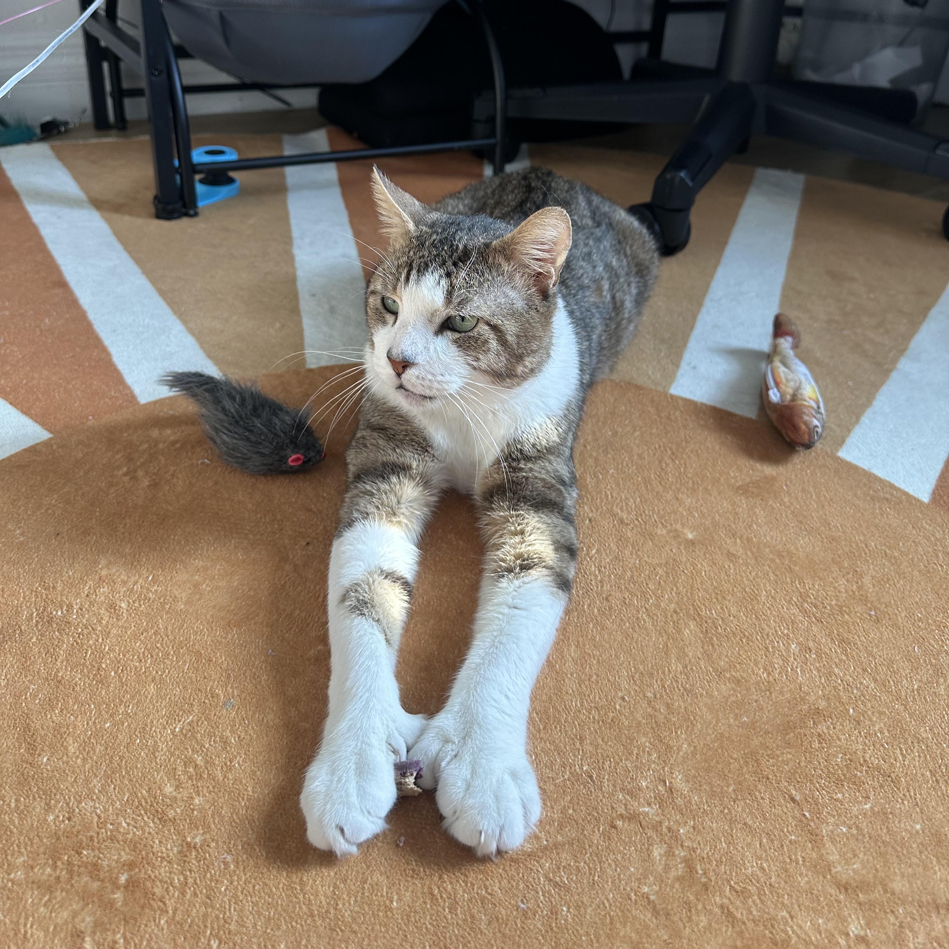 Toro, a ADOPTABLE mixed breed in New york, NY image 5/6