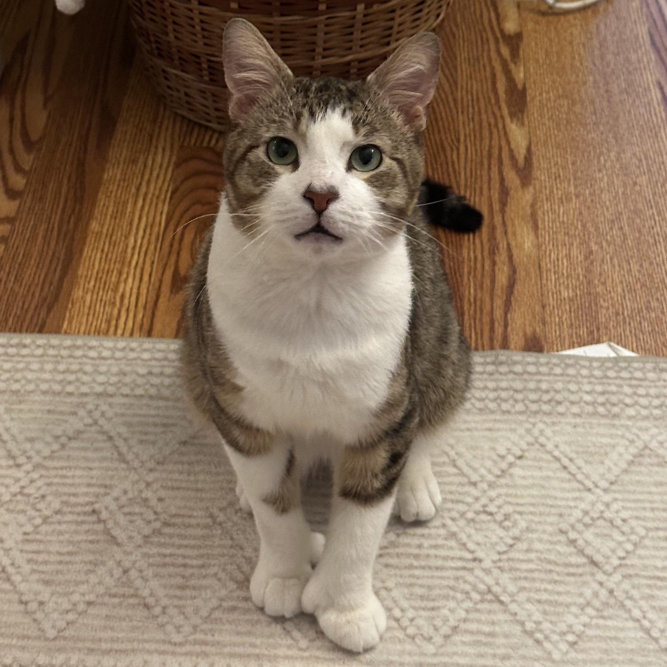 Toro, a ADOPTABLE mixed breed in New york, NY image 6/6