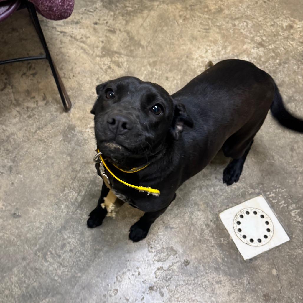 Stormy, Adoptable, Young Female Hound.