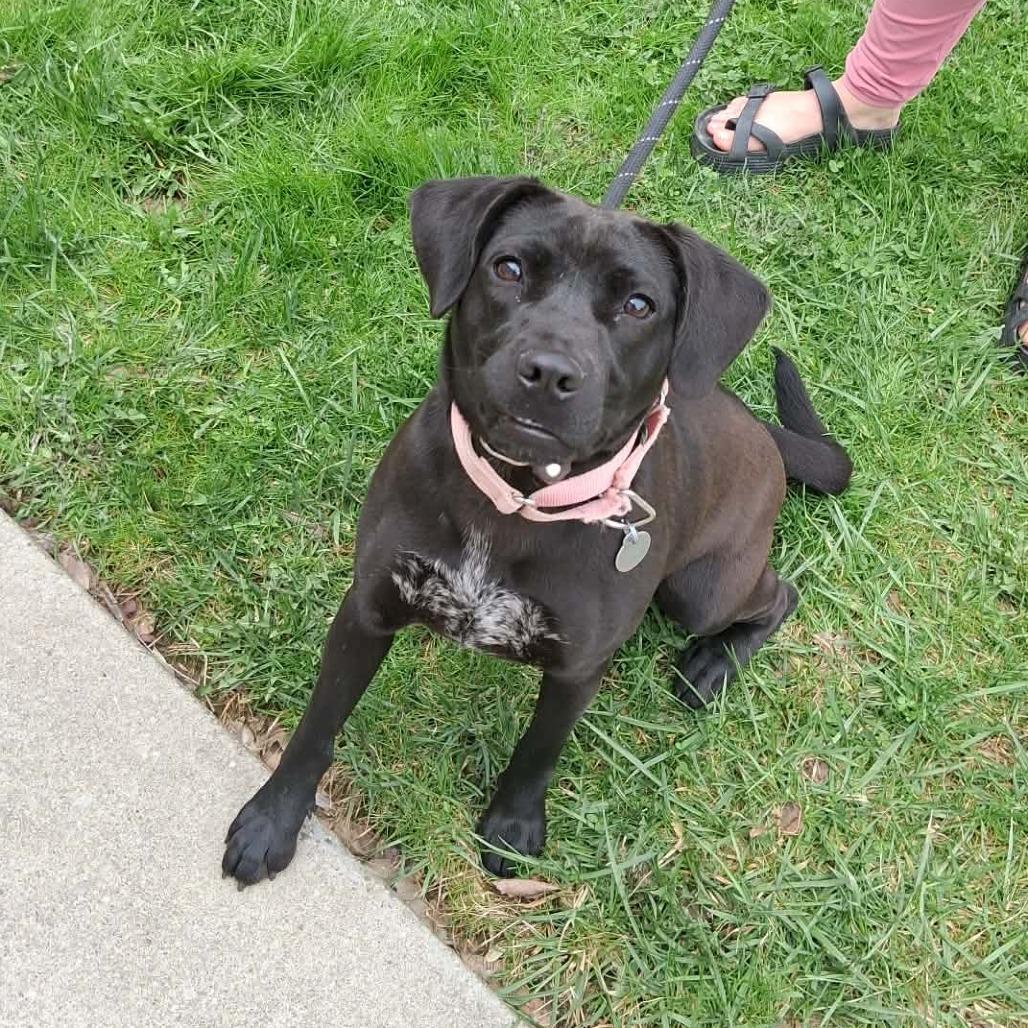 Stormy, a Adoptable Hound in Shinnston, WV image 2/2