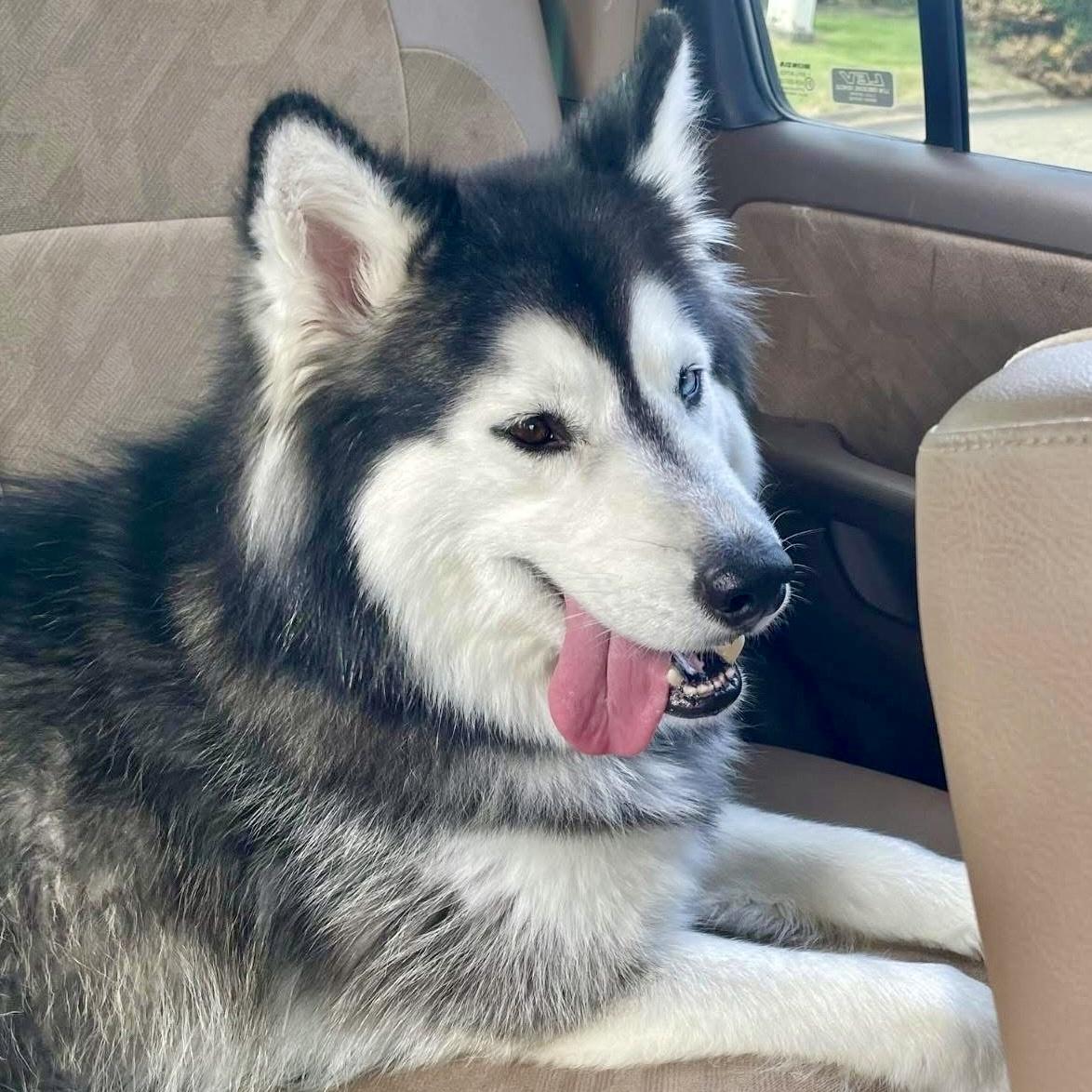 Kloe, Adoptable, Adult Female Siberian Husky.