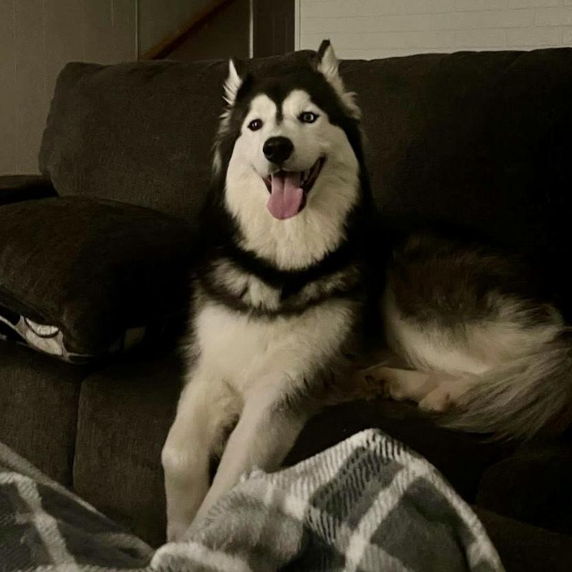 Kloe, a Adoptable Siberian Husky image 3/4