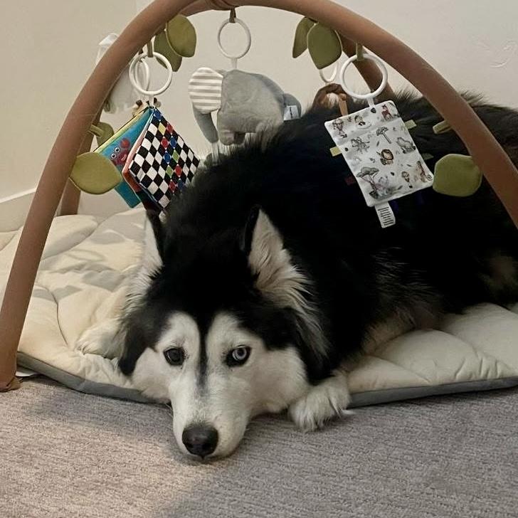 Kloe, a Adoptable Siberian Husky image 4/4