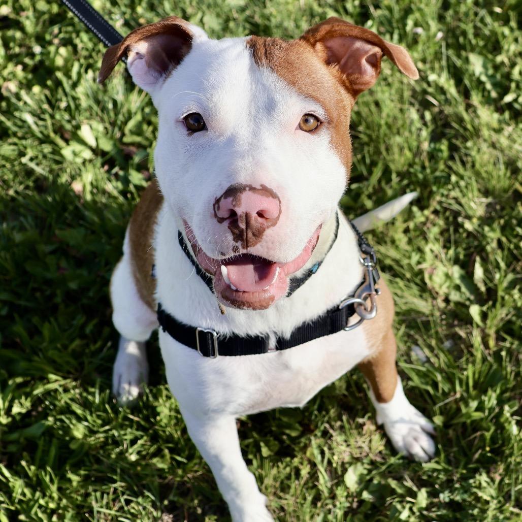 Kevin P4P, Adoptable, Young Male Pit Bull Terrier & Mixed Breed.