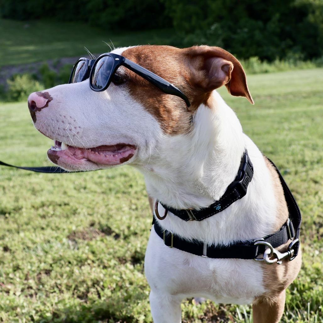 Kevin P4P, a Adoptable mixed breed in St Joseph, MO image 2/5