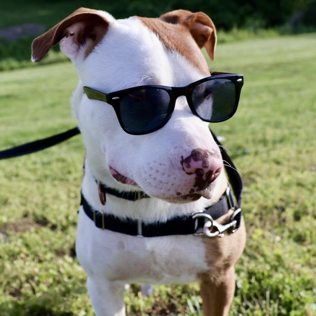Kevin P4P, a Adoptable mixed breed in St Joseph, MO image 3/5