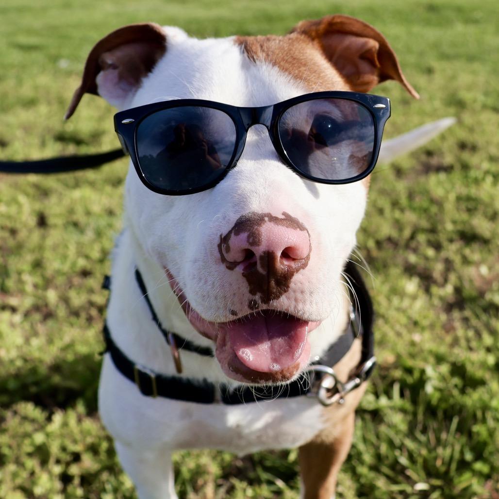 Kevin P4P, a Adoptable mixed breed in St Joseph, MO image 4/5