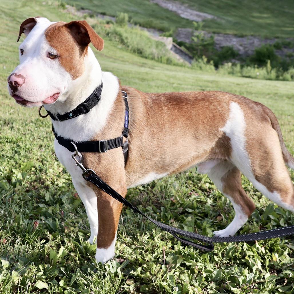 Kevin P4P, a Adoptable mixed breed in St Joseph, MO image 5/5