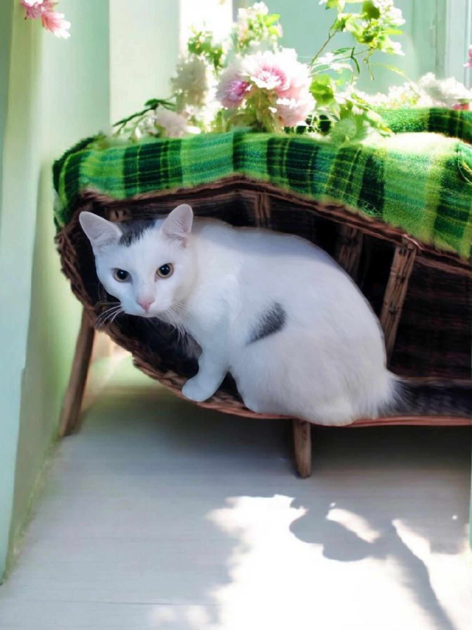 Kyle, Adoptable, Young Male Domestic Short Hair.