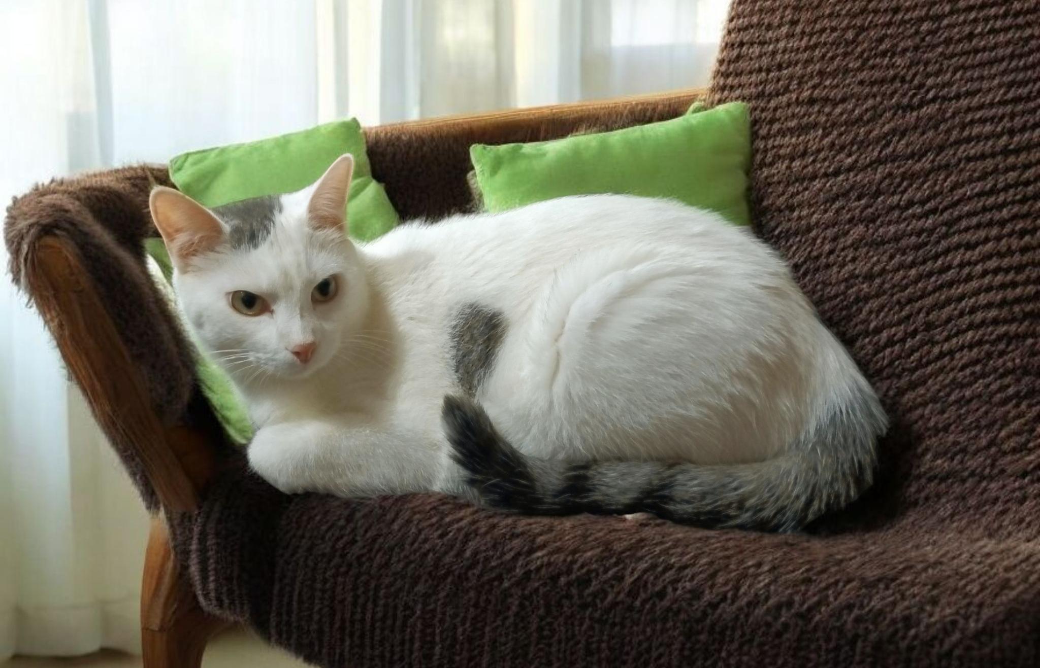 Enlarge Kyle, a Adoptable mixed breed in Owatonna, MN image 3/4