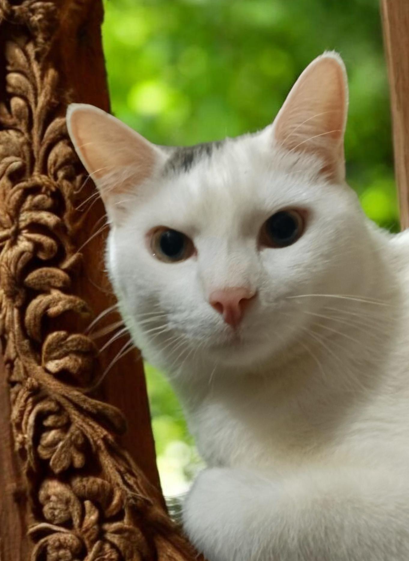 Kyle, Adoptable, Young Male Domestic Short Hair.