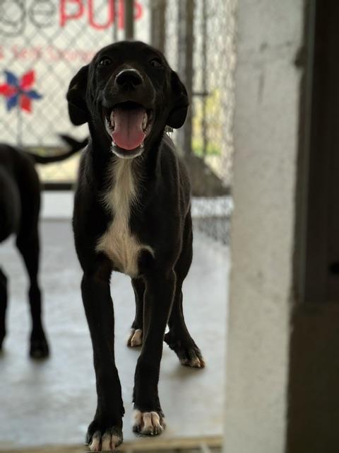 Barney 1
