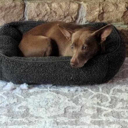 WALLACE bonded to GROMIT — thumbnail 2