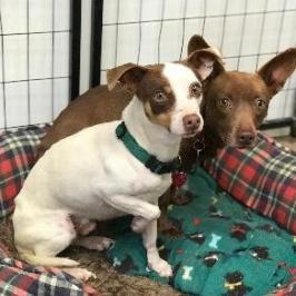 WALLACE bonded to GROMIT — thumbnail 4