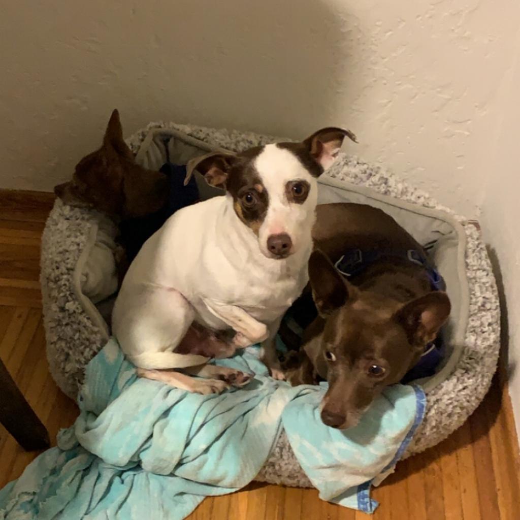 WALLACE bonded to GROMIT — thumbnail 5