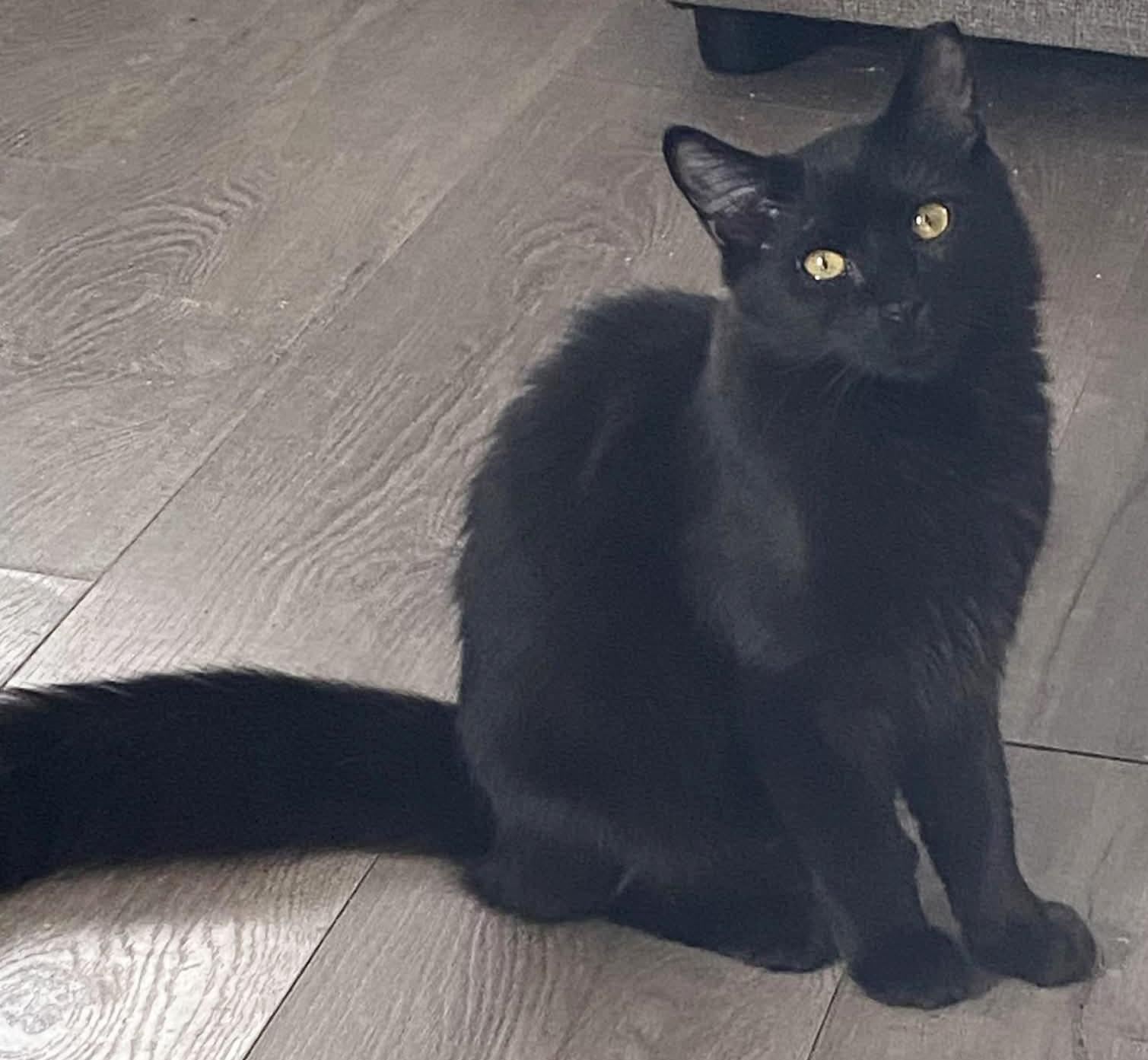 Enlarge Morticia , a ADOPTABLE Domestic Long Hair in Ocean City, NJ image 1/1