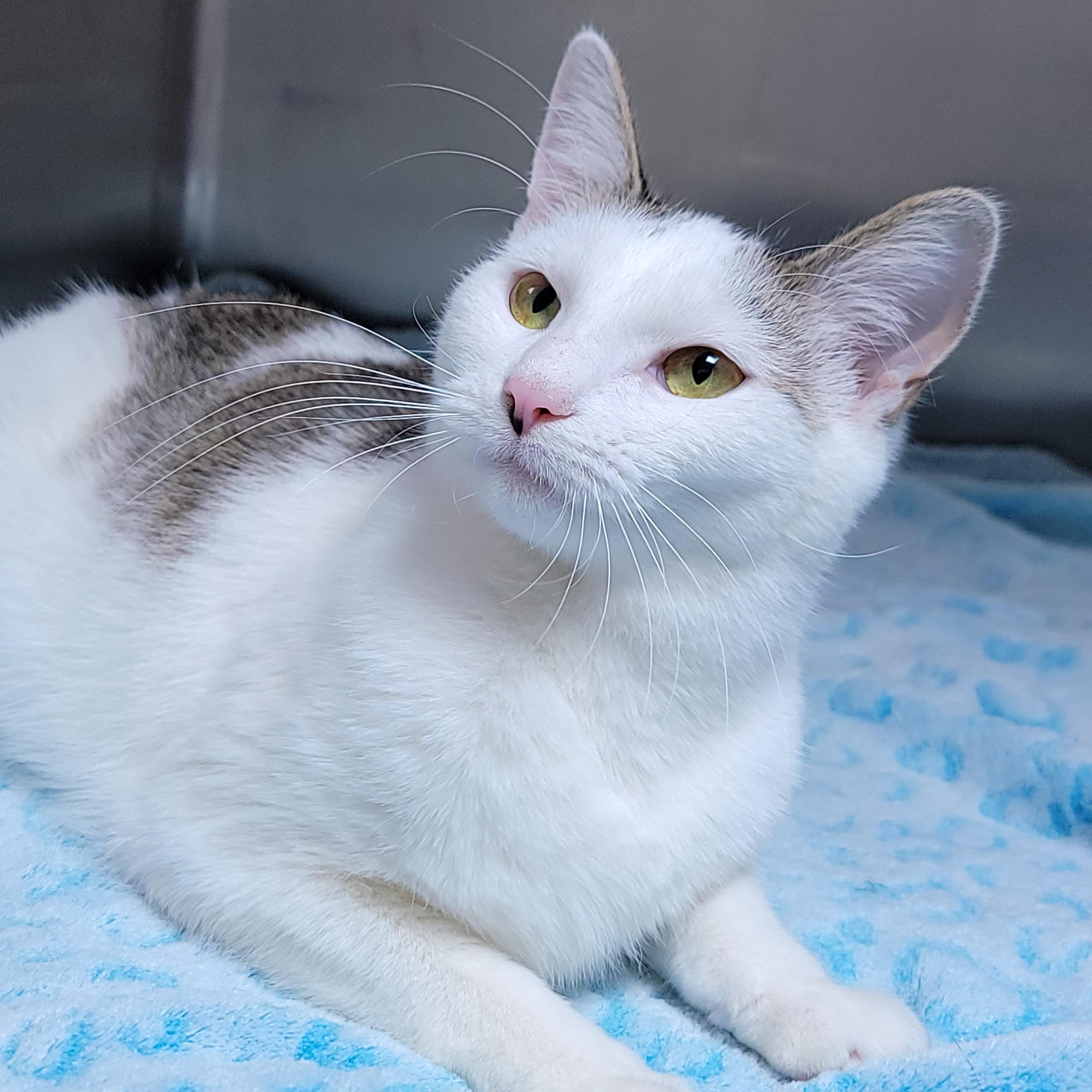 Enlarge Dottie, a ADOPTABLE Domestic Short Hair in Hornell, NY image 1/1