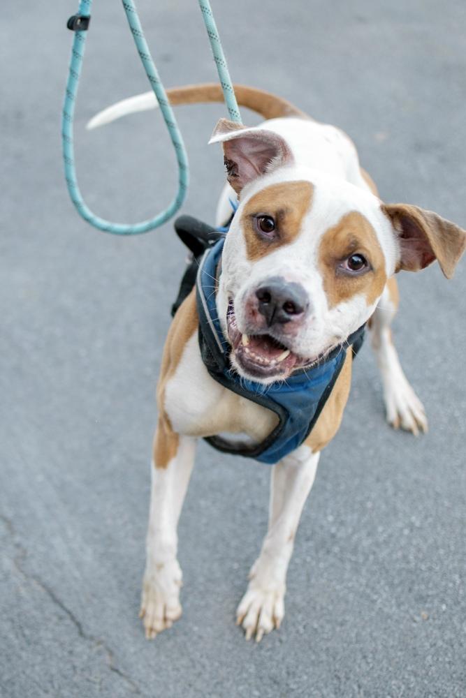 Walter, Adoptable, Adult Male Pit Bull Terrier.