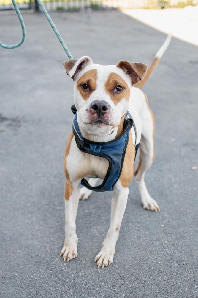 Enlarge Walter, a Adoptable mixed breed in Frankfort, NY image 2/5