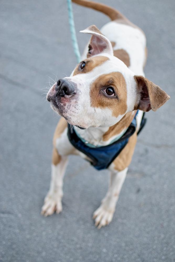 Enlarge Walter, a Adoptable mixed breed in Frankfort, NY image 3/5