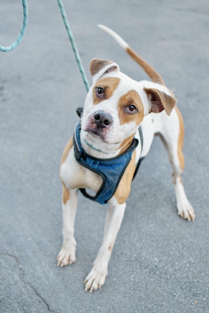 Enlarge Walter, a Adoptable mixed breed in Frankfort, NY image 4/5