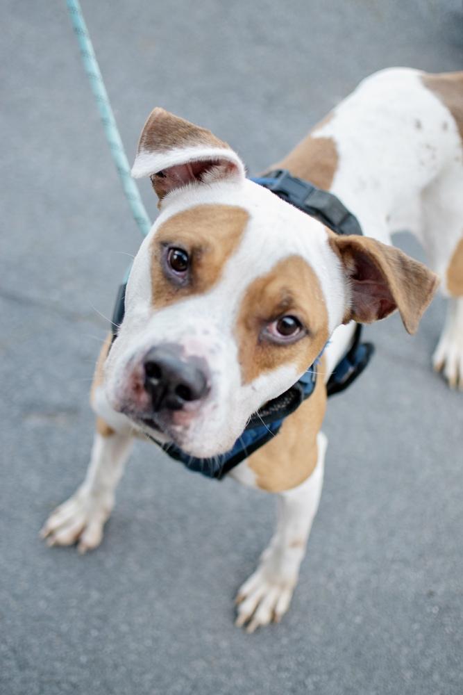 Enlarge Walter, a Adoptable mixed breed in Frankfort, NY image 5/5