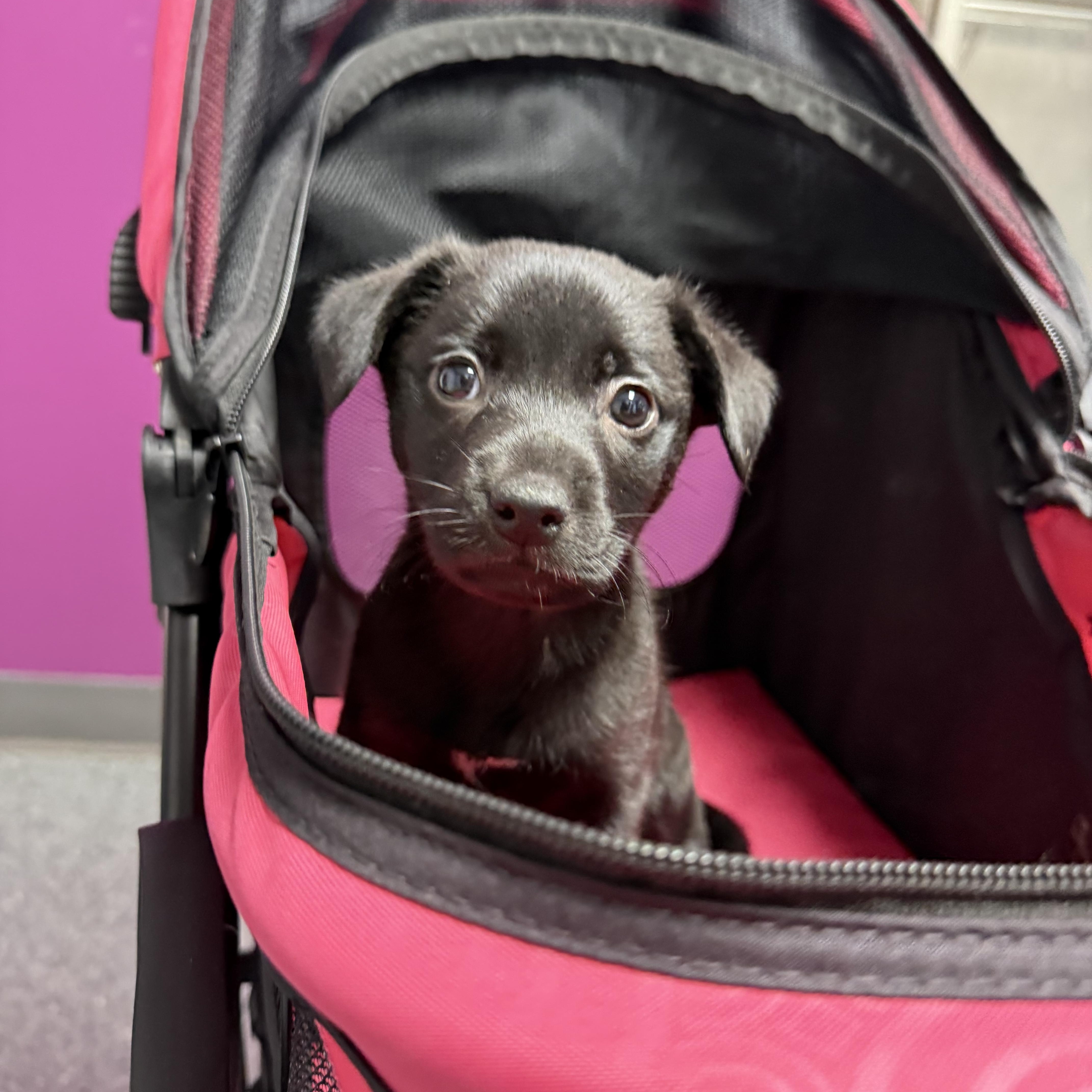 Husk, adopted, Puppy Male Labrador Retriever & Shepherd.
