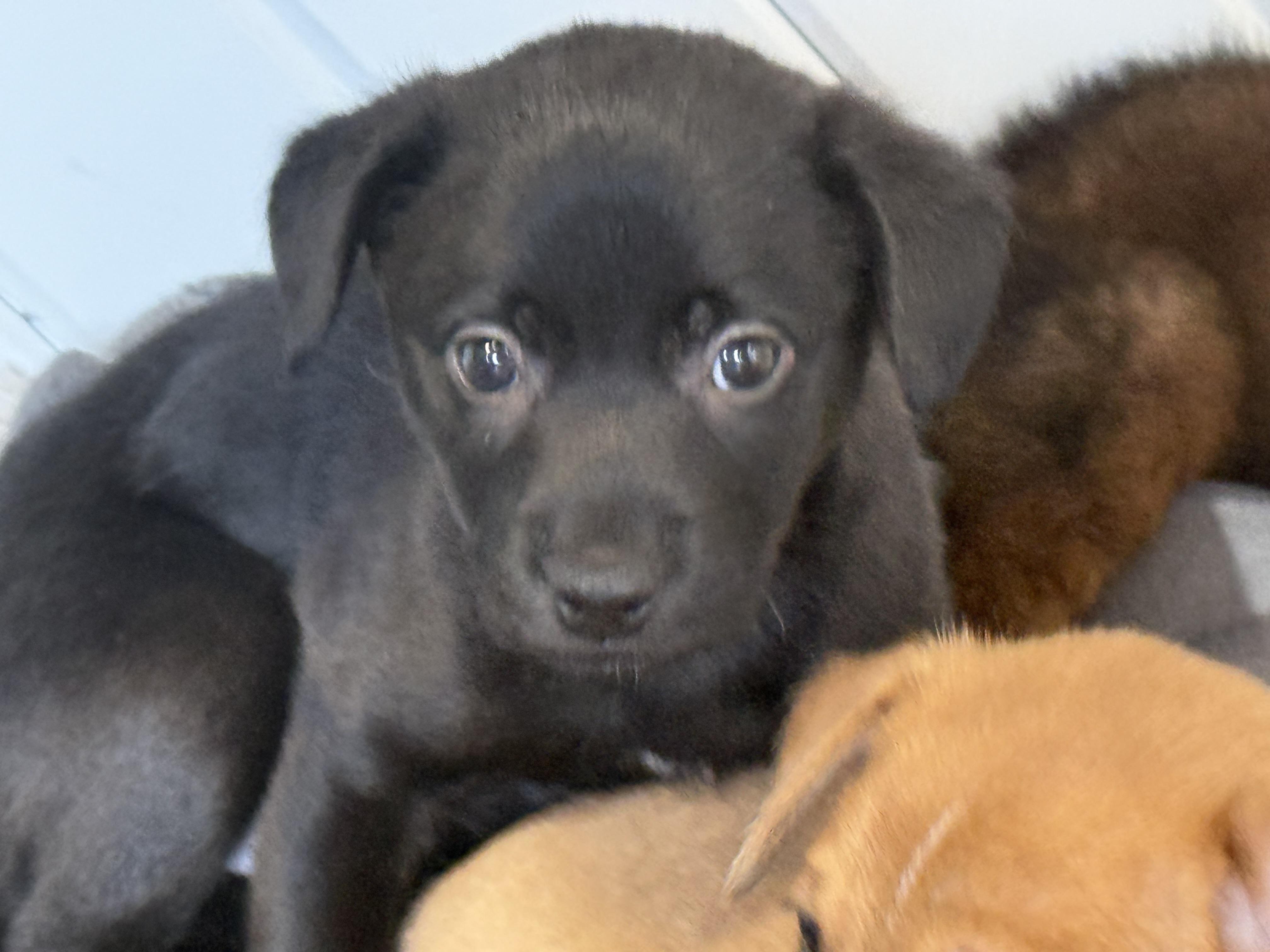 Enlarge Husk, an adopted mixed breed in Aurora, IL image 2/4