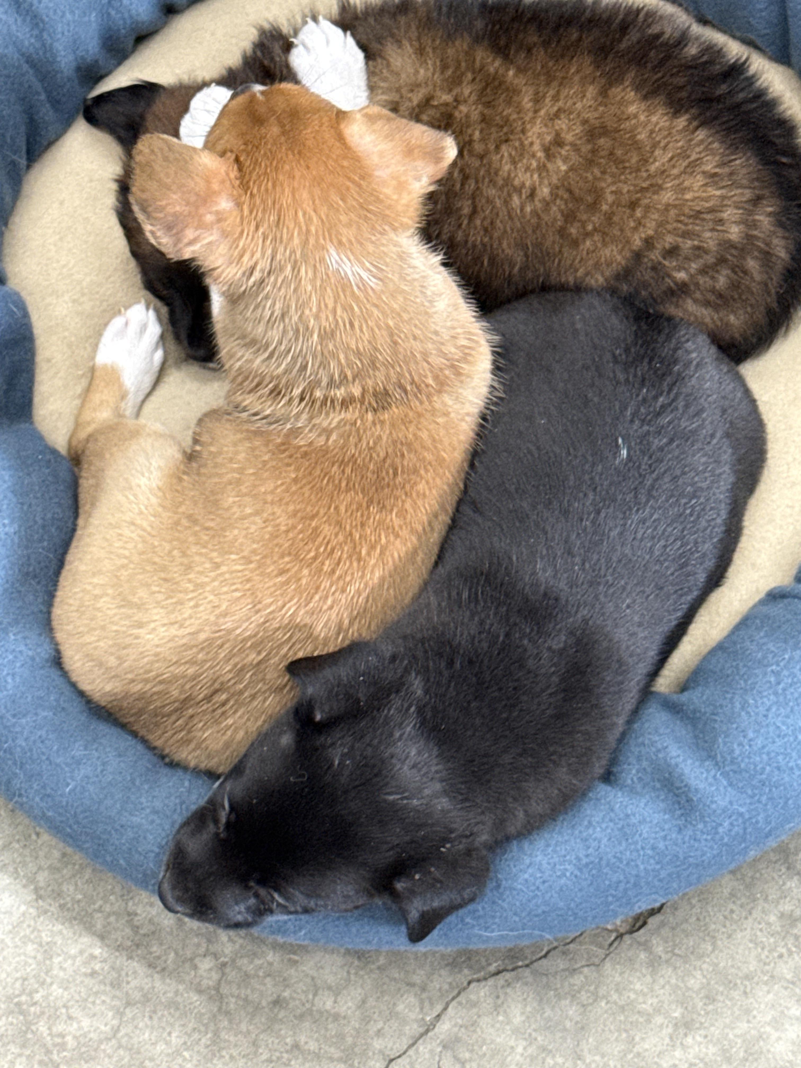 Enlarge Husk, an adopted mixed breed in Aurora, IL image 3/4
