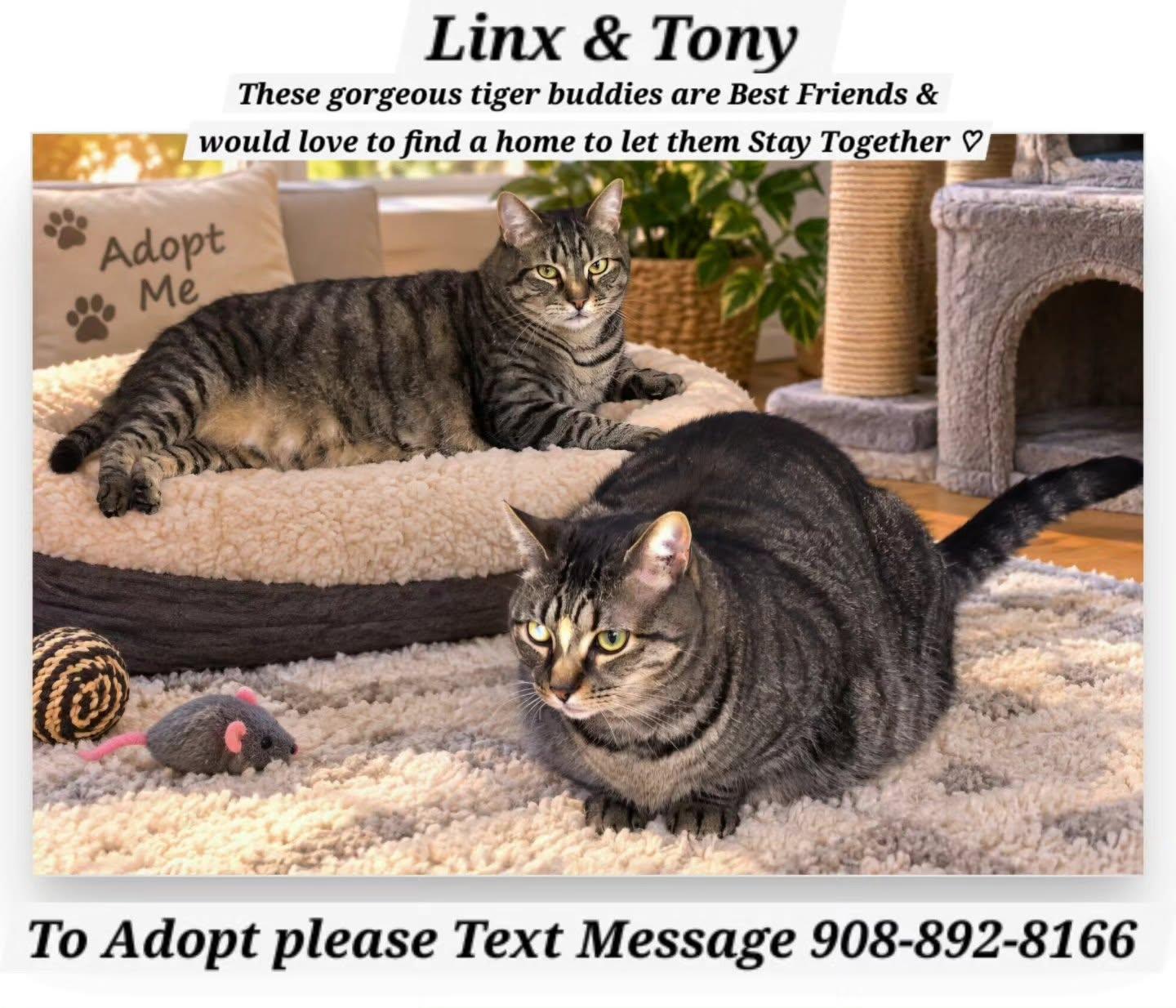 Enlarge LINX & TONY, a Adoptable mixed breed in Bridgewater, NJ image 1/1