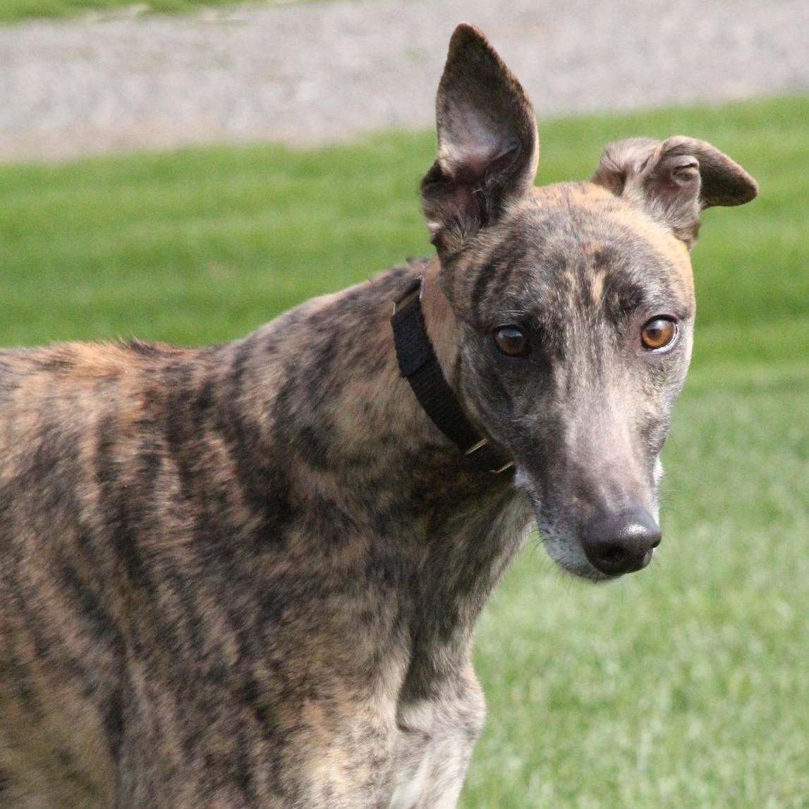 Tyler, ADOPTABLE, Adult Male Greyhound.