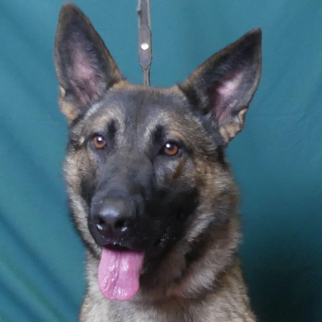 Enlarge BINGO, a Adoptable mixed breed in Ukiah, CA image 1/6