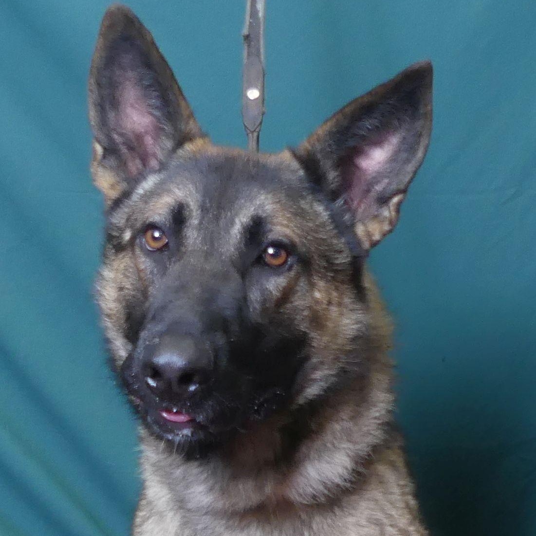 Enlarge BINGO, a Adoptable mixed breed in Ukiah, CA image 2/6