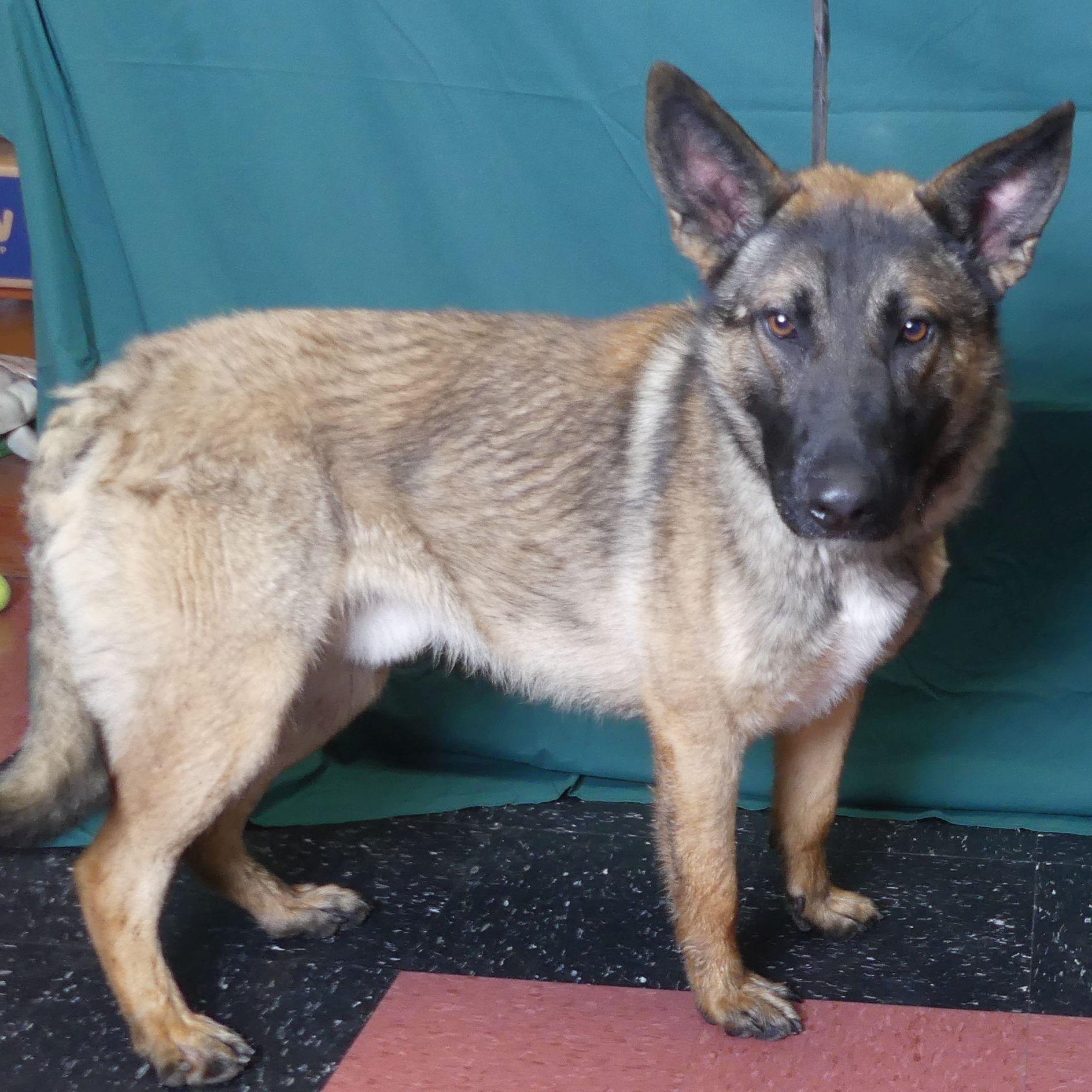 Enlarge BINGO, a Adoptable mixed breed in Ukiah, CA image 4/6