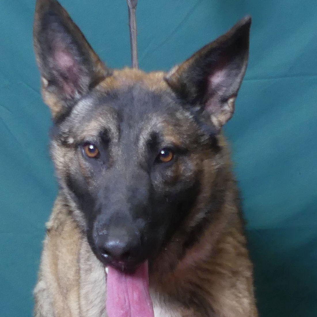 Enlarge BINGO, a Adoptable mixed breed in Ukiah, CA image 5/6