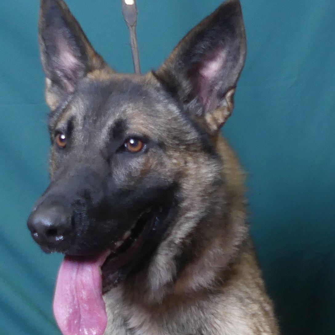 Enlarge BINGO, a Adoptable mixed breed in Ukiah, CA image 6/6