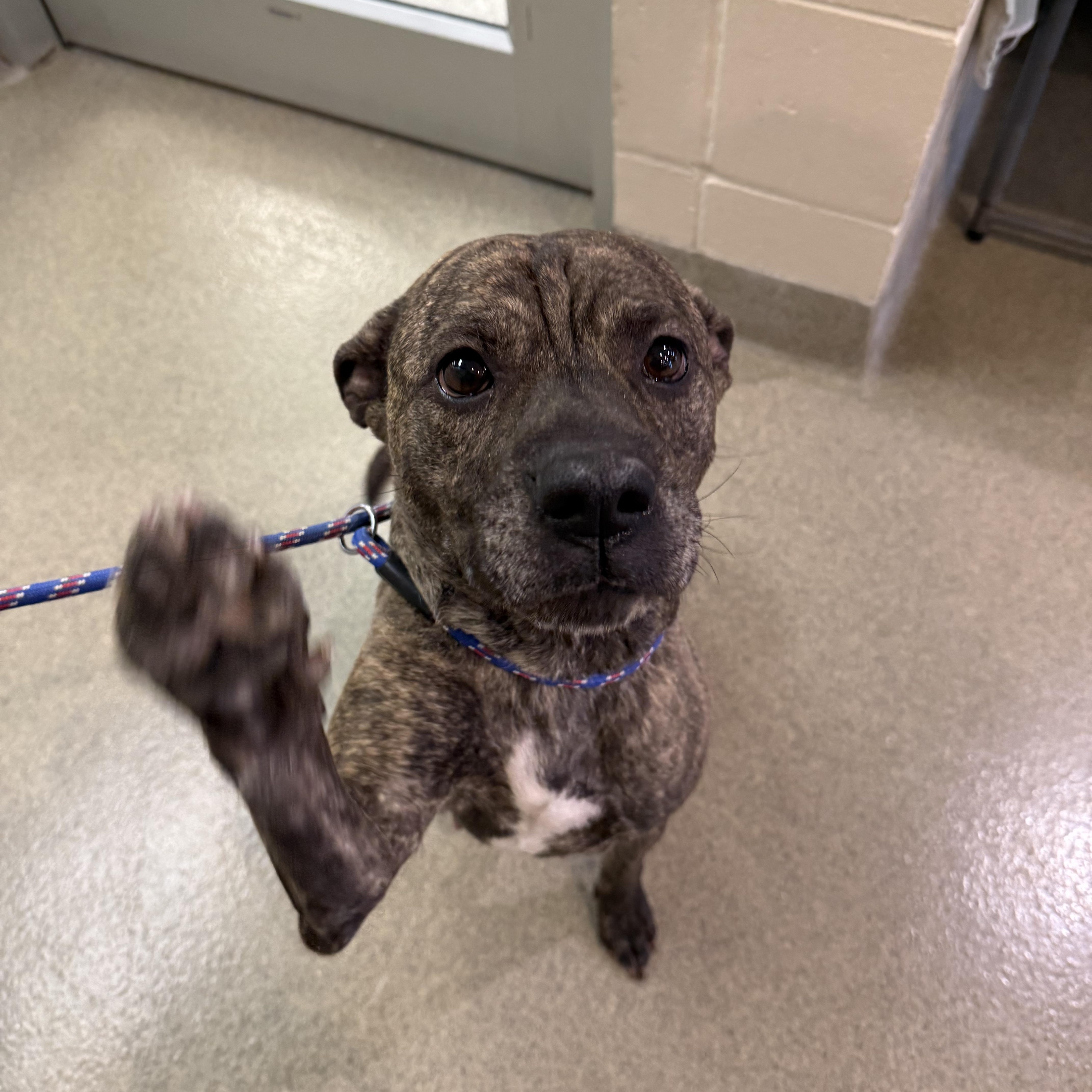 Rosie, a ADOPTABLE mixed breed in Kearney, NE image 1/2