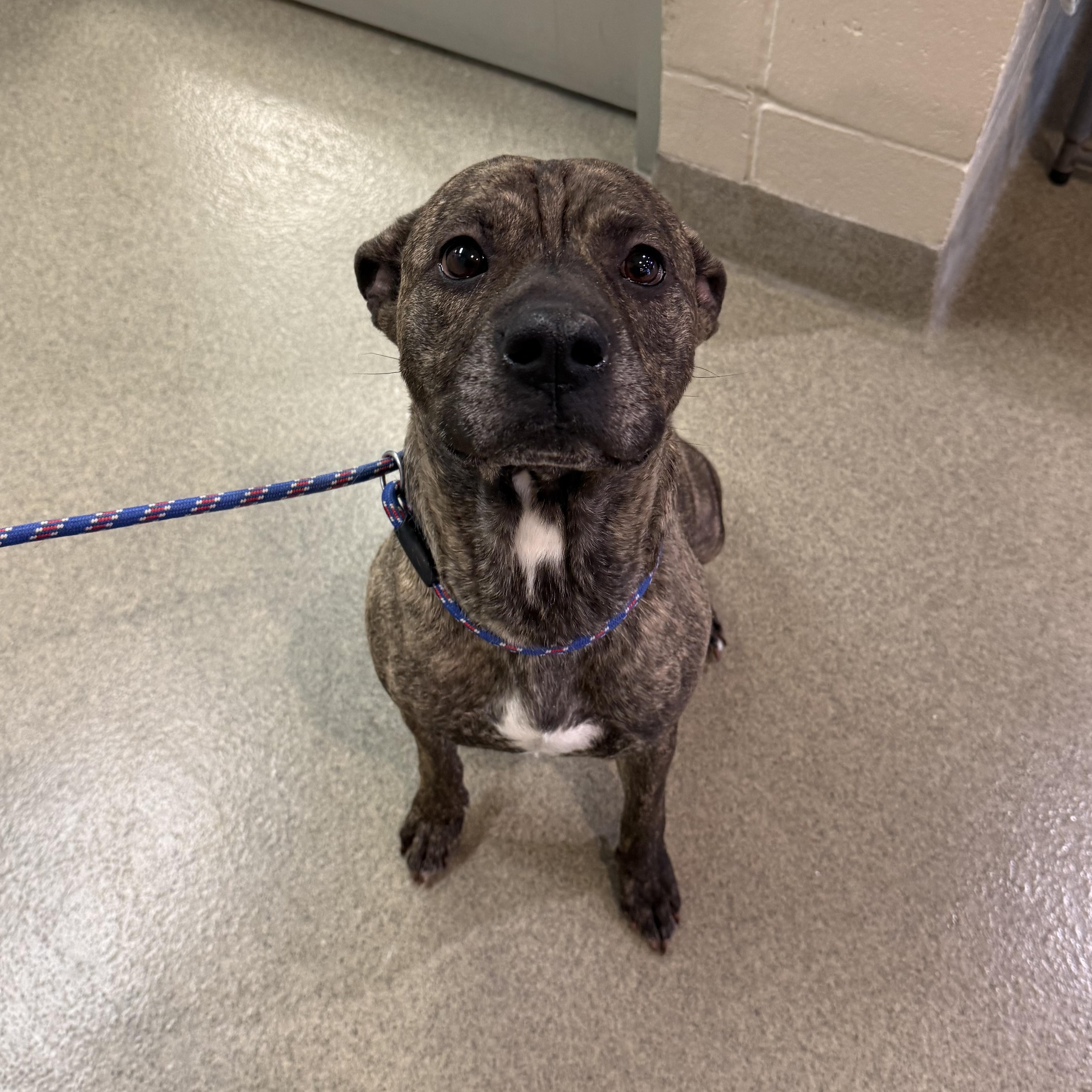 Rosie, a ADOPTABLE mixed breed in Kearney, NE image 2/2