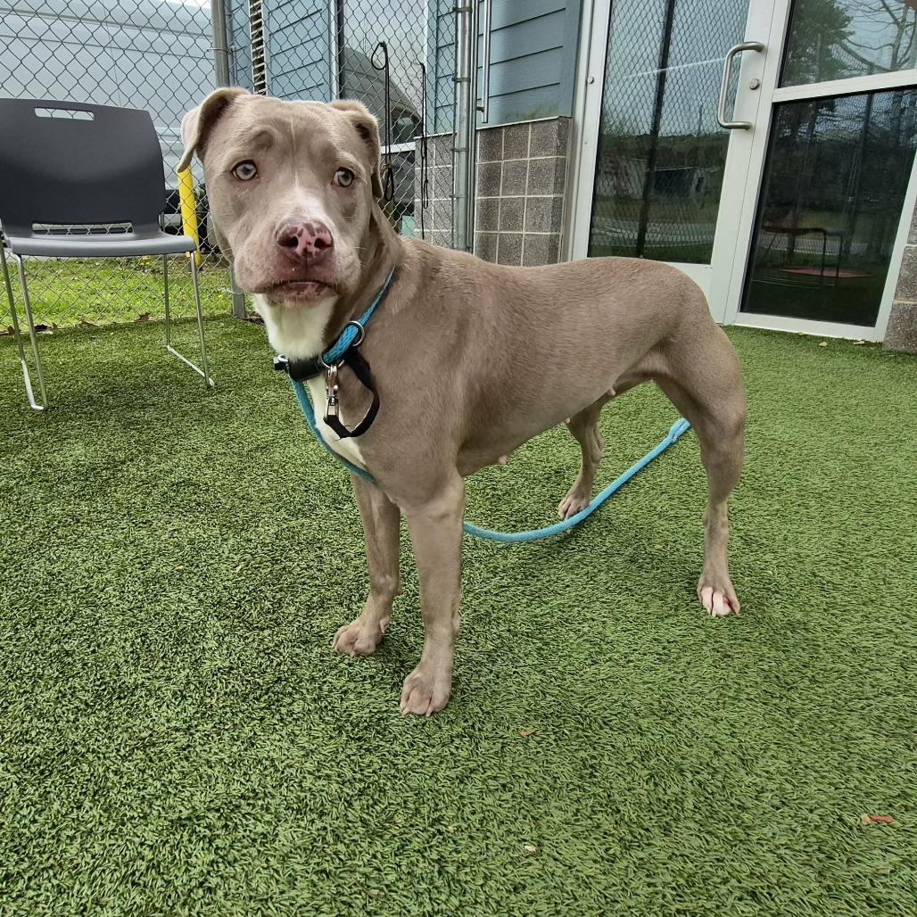 Storm, Adoptable, Adult Female Pit Bull Terrier.